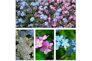 DAMAVAND PRO Forget ME NOT Seeds Myosotis alpestris Mixed Blue White Red Funeral Garden Memory Packets Wildlfower 1000 Seeds 1g