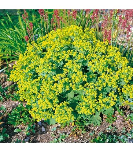 Großblättriger Frauenmantel (Alchemilla Mollis) – 1 Pflanze Im 9-cm-Topf, Schattenverträglicher Bodendecker