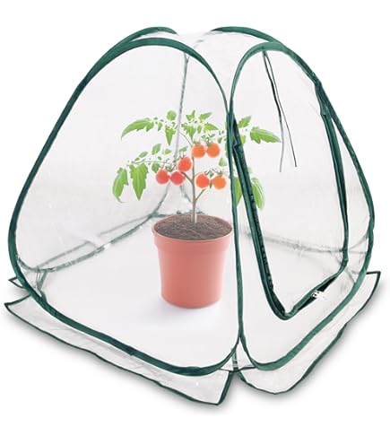 14 van de lekkerste tomatenrassen om zelf te kweken - Gardeners World