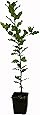 Seedeo® Steineiche (Quercus ilex) Pflanze ca. 30-40 cm