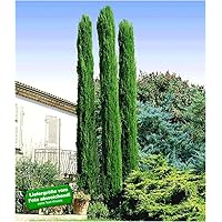BALDUR Garten Echte Toskana 'Säulen-Zypressen', 1 Pflanze, Cupressus sempervirens pyramidalis Mittelmeer-Zypresse…