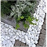Asenya Beyaz Dolomit Taş 10 Kg 4-6 Cm Dekoratif Taş Bah&ccedil;e S&uuml;s Taşı Doğal Dere &Ccedil;akıl Taşı