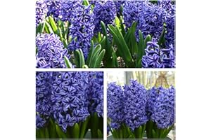 HUMPHREYS GARDEN Hyacinth Blue Jacket Flower Bulbs Size 15/16 Highly Fragrant Blue Spring Flowers. Easy to Grow
