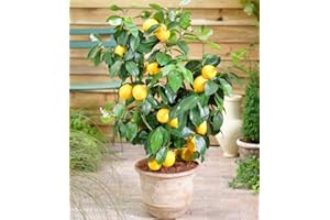 BALDUR Garten Zitronen-Bäumchen, 1 Pflanze, Citrus limon Zitruspflanze, mehrjährig - frostfrei halten, pflegeleicht, immergrün, Citrus limon, trockenresistent