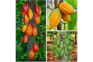 BRKENT 50 semi di albero di cacao Cacao piante da interno esotiche piante da giardino piante da balcone perenni rustiche semi di alberi da giardino piante da giardino perenni resistenti