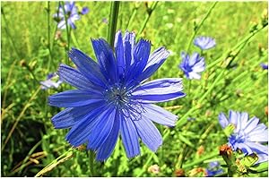 DAMAVAND PRO Wildflower Seeds Chicory - Cichorium intybus - Blue Wild Flower Easy to Grow 1500 Seeds