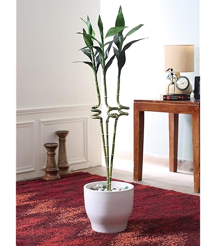 Decorative Bamboo Sticks in Vase: Stunning Ideas to Elevate Your Space