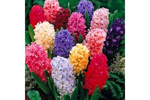 GARDENERSDREAM Jacinthe d'Orient Mélange de couleurs Plantes à bulbes Intérieur Extérieur Floraison printanière