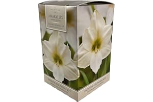 PERFECT PLANTS Amaryllis Bulb Indoor Snow Queen Amaryllis Bulb Gift with Pot