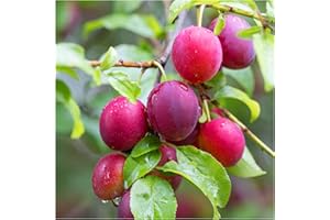 3 Cherry Plum Trees/Prunus Cerasifera/Myrobalan, 40-60cm Tall, Edible Hedging 3fatpigs®