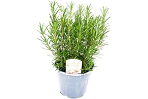 CARBETH PLANTS Large Rosemary Plant in a 14cm Pot - Perfect for Use in The Kitchen - Plant Looks Just Like The Picture