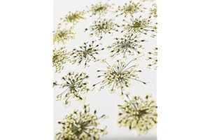 HANDI-KAFU 36 Stück Queen Anne's Lace Echte natürliche getrocknete gepresste Blumen für Harz Kunsthandwerk DIY