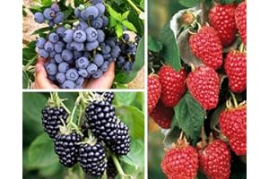 VIVAI VALTELLINA KIT MIRTILLO GIGANTE AMERICANO, LAMPONE ROSSO, MORA SENZA SPINE