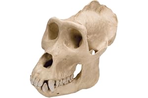 3B Scientific VP762/1 Cranio di Gorilla, Maschile, Replica