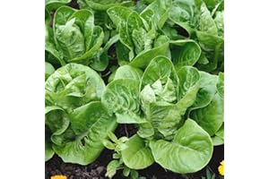 THE SEED SHED Lettuce Little Gem Seeds – Sweet & Crunchy – Fast-Growing, Ideal for Salads – Fresh Tasty Vegetables – for Your Kitchen Garden
