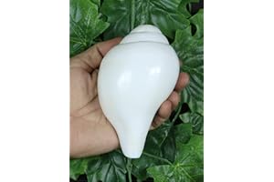 ASHIRWAD Original Blowing Shankh Vamavarti Dattatreya – Conch Shell – Puja Ritual – Plain Shankh – Shankhnaad (Shankh-14 - 15 cm)