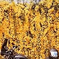 WYNORG Cat’s Claw Creeper & Variations Combo – Manimulla, Lady Shoe, Golden Cascade and More | Vibrant Flowering Climbers for Stunning Gardens (CATSCLAW1)