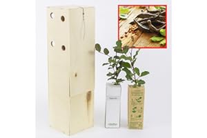 FINCA CASAREJO Caroubiers - Arbres Robustes Supportent Conditions Arides - Jeunes Pousses de 30 cm Reçues dans une Caisse en Bois Réutilisable – 2 Unités