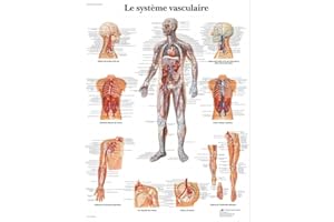 3B Scientific – Laminé Système Vasculaire Humain Affiche – Poster d’Anatomie Protégé contre UV et Poussière pour Étude, Enseignement et Cliniques