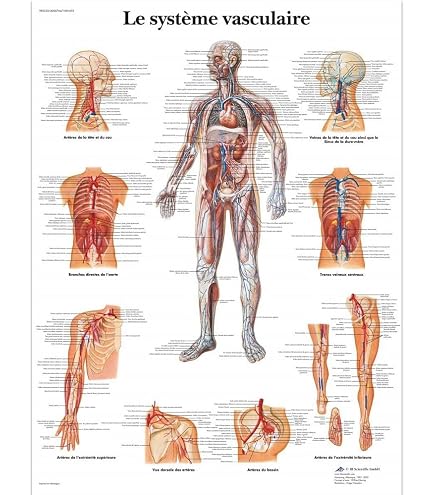 Affiche Anatomie Système Musculo-Squelettique - 50 X 70 Cm - Tissu De Soie - Pour Salle De Classe, École Ou Laboratoire - 6