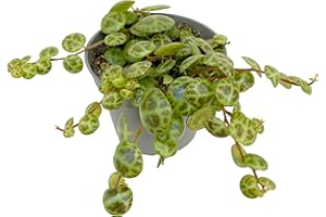 CLOUDS HILL SUCCULENTS Live String of Turtles (Peperomia prostrata) Easy Care Trailing Succulent House Plant (6cm plastic pot)