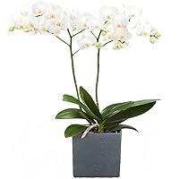 Dominik Blumen und Pflanzen, Zimmerpflanzen Orchidee, Phalaenopsis, weiß blühend, 2 triebig 1 Pflanze und 1 Scheurich…
