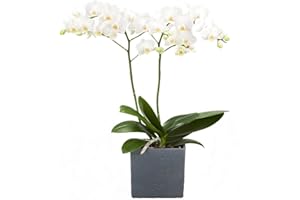 Dominik Blumen und Pflanzen, Zimmerpflanzen Orchidee, Phalaenopsis, weiß blühend, 2 triebig 1 Pflanze und 1 Scheurich Übertopf, anthrazit / stone / weiß