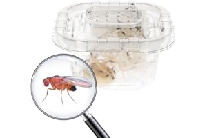 Livefoods4u Live Flightless Fruit Flies – (Fruit Flies Only - Hatched) Live Food for Reptiles, Amphibians, and Invertebrates
