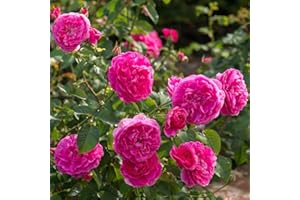 GARTENCENTER BARTELS England's Rose ® Auslounge ® Englische Rose