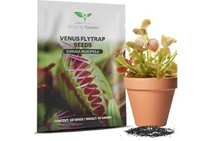 Magic of Nature: Flugtrumpet fröer (ca 20 st) - Dionaea muscipula | Köttätande växt för fönsterbräda & inomhus - Exotiska fröer till rumsväxt
