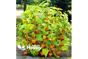 HAPPY GREEN SHOP Tomatillo Cape Gooseberry 120 Seeds + Freebie + Plant tag - Physalis ixocarpa Perennial Bush Fruit