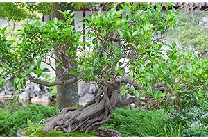 GROW YOUR SECRET GARDEN Ficus Macrophylla 10 Seeds, Morton Bay Fig - Excellent Bonsai