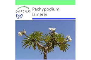 SAFLAX - Madagaskar - Palma - 10 Nasiona - Pachypodium lamerei