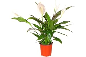 ALL OCCASIONS Spathiphyllum 'Peace Lily' Large House Plant - Live Indoor House Potted Tree Perfect for Office, Home, Bedroom, Kitchen and Living Room, Delivered Next Day Prime