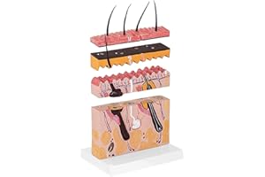fikujap Maquette Anatomique Peau Humaine,Maquette 3D Anatomie Modèle Agrandie Dermatologie Vue en Coupe, Précision Médicale, Plastique