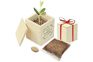 Casa Vivente Fagiolo Magico con Messaggio d’Amore, I Love You, Scatola in Legno con Incisione Romantica, Pianta da Appartamento, Decorazioni Casa