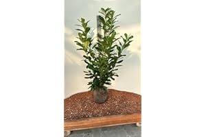 PFLANZHITS IHR PFLANZENPARTNER 5st. Kirschlorbeer Rotundifolia Pflanzen XXL 120-150cm reine Pflanzenhöhe im Ballen Prunus laurocerasus Lorbeer schnellwachsend Heckenpflanzen