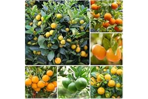 WJKWY-Q Graines d'agrumes d'oranger rustiques - Série de plantes rares - Mélange de cadeaux insolites Plantes de jardinage d'arbres fruitiers Pot Colonne Fruits Plantes de balcon rob 550 pièces