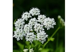 ARBORIX 6 x Aegopodium Podagraria 'Variegatum' - Perenni Vaso 9cm x 9cm