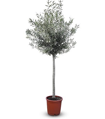 olivenbaum im topf erde Olivenbaum Erde 80 L (4x20L) main image 1