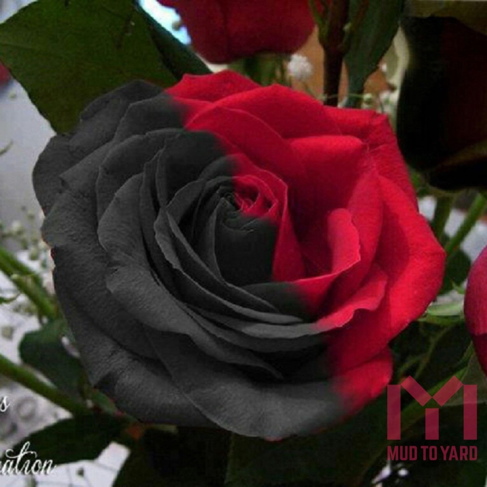 Royal Paradise Garden Rare Red and Black Osiria Rose Shrub Bush Hardy Rosa Perennial Flower -20 Seeds