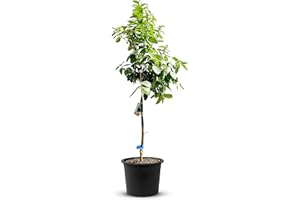 TropicTrees Lime avec une hauteur de 170 cm et une circonférence de tronc de 8-10 cm | Lime pour le jus, comme ingrédient d'épice et comme plante ornementale d'intérieur