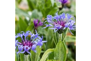 KÖLLE BIO Bio Berg-Flockenblume blau, Topf-Ø 11 cm, 3er-Set