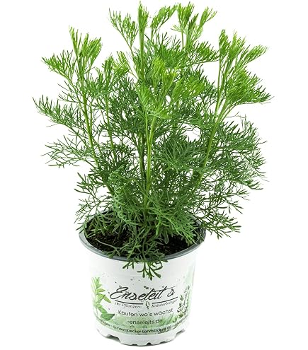 Aztekisches Süßkraut (Lippia Dulcis) - Alternative Zu Stevia, Pflanze Mit Honigmelonen-Minze-Duft, Aus Nachhaltigem Anbau