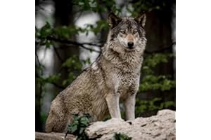 Ceanothe Tableau sur verre loup 30x30 cm - Impression Image Haute Définition Pour Décoration Murale avec Finition Brillante Fabriqué en France