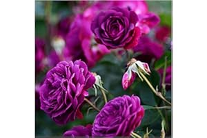 'Ebb Tide' Very Fragrant Floribunda Rose Bush, Beautiful Smoky Plum Purple Flowers 3fatpigs®