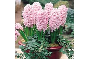 Millthorpe Plant Centre - 3,5,6 or 10 x 'Fondant' Light Pink - Indoor Prepared Hyacinth - Free P&P (3)