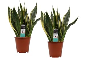 Plantes d'intérieur de Botanicly – 2 × Langue de belle-mère – Hauteur: 40 cm – Sansevieria trif. Superba