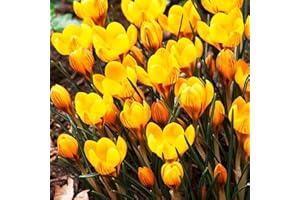 COOTO Crocus Bulbi gialli 10x Bulbo Fiore Crocus Fiori da esterno Bulbi di Zafferano Bulbi Fiori Crocus Fuscotinctus