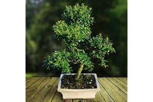 GARDENS4YOU Ilex Flowering Indoor/Outdoor Bonsai tree 30-35 cm in ceramic Pot